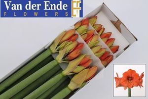 AMARYL. NARANJA 75 4FX12